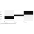 CTM Aeron férfi E-bike sizechart