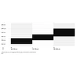 CTM Switch Xpert férfi E-bike sizechart