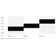 CTM Charisma 3.0 27,5&quot; női Mountain Bike sizechart