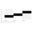 CTM Charisma 6.0 27,5&quot; női Mountain Bike sizechart