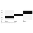 CTM Rein 1.0 27,5 férfi Mountain Bike sizechart