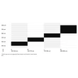 CTM Skaut 1.0 férfi Fully Mountain Bike sizechart