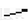 CTM Skaut 2.0 férfi Fully Mountain Bike sizechart