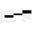CTM Rambler 1.0 férfi Mountain Bike sizechart