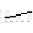 CTM Blade Race férfi Országúti Kerékpár sizechart