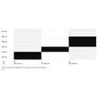 CTM Stark 1.0 férfi Cross Kerékpár sizechart